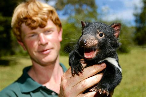 tasmanian devil conservation park